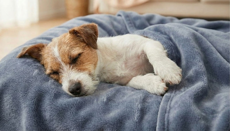 Peluches Apaisantes & Aide au Sommeil pour Chien