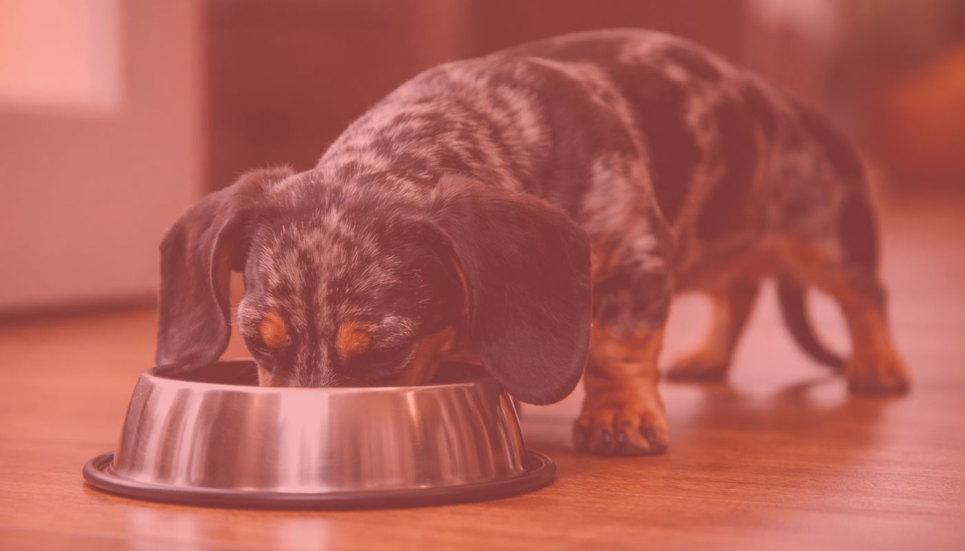 Solutions Gestion du Poids & Gamelles Anti-Glouton pour Chien