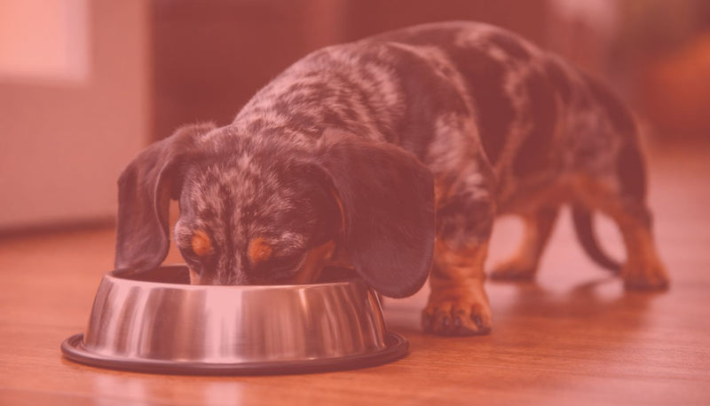 Solutions Gestion du Poids & Gamelles Anti-Glouton pour Chien