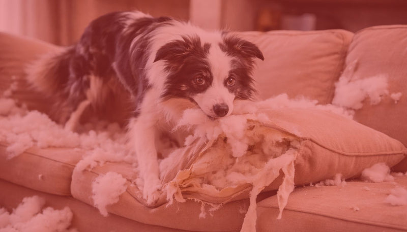 Solutions Anti-Ennui & Jeux d'Occupation pour Chien Destructeur