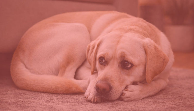 Solutions Anti-Stress & Apaisement (Anxiété de séparation)